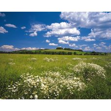 Product_partial_8-254_meadow_hd