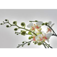 Product_partial_1-608_orchidee_hd
