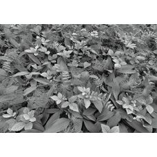 Product_partial_8-914_forest_floor_hd