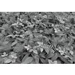 Product_recent_8-914_forest_floor_hd