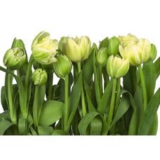 Product_partial_8-900_tulips_hd