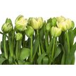 Product_recent_8-900_tulips_hd