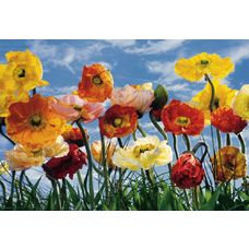 Product_partial_8-257_poppy_hd
