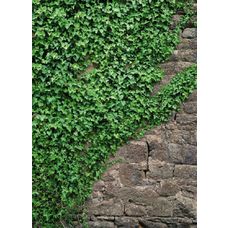 Product_partial_4-324_ivy_hd